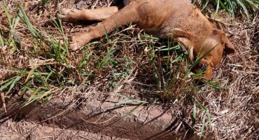 Cão é atropelado e morre em Carmo do Parnaíba; moradores reclamam de maldade do condutor do automóvel