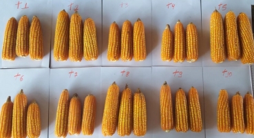 Alunos do curso de  Agronomia do UNIPAM desenvolvem experimentos em parceria com empresa de soluções agrointeligentes 