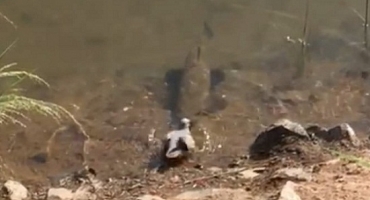 Imagem de internauta flagra pássaro sendo atacado por peixe na Lagoa Grande em Patos de Minas