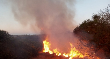 Incêndio na região de Serra Negra já consumiu aproximadamente 500 hectares e bombeiros realizam resgate de animal silvestre