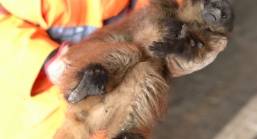 Bombeiros capturam animais da fauna silvestre no perímetro urbano de Patos de Minas