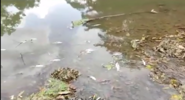 Vídeo flagra diversos peixes mortos nas águas do Rio Paranaíba em Patos de Minas 