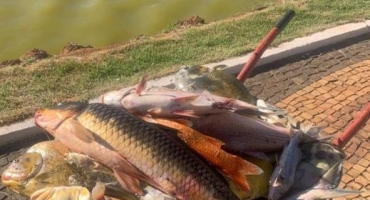 Lagoa Formosa: peixes da lagoa localizada no centro da cidade estão morrendo inexplicavelmente