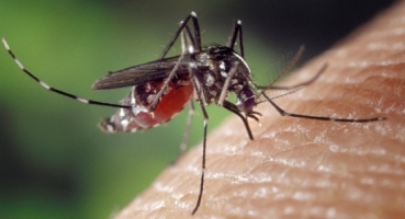 A partir de 1º de abril, atendimento de patenses com dengue deve ser concentrado no Batalhão de Polícia Militar