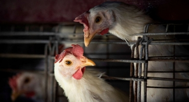 Governo Federal decreta estado de emergência zoossanitária no país devido à gripe aviária