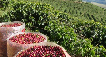 Começa a colheita de café na Região do Cerrado Mineiro e cuidados devem ser tomados para obter produto de qualidade
