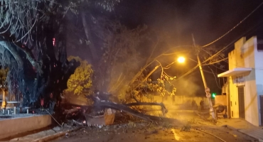 Incêndio destrói árvore centenária no centro de Presidente Olegário