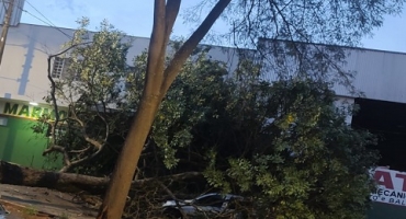 Vídeo mostra o momento em que árvore caí em cima de carro durante ventania em Patos de Minas 