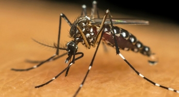 Boletim epidemiológico atualizado mostra Patos de Minas com o registro de 1.164 casos de dengue