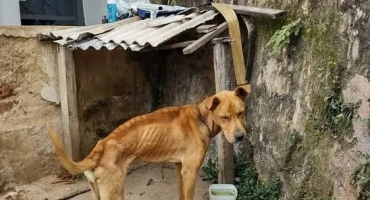 Nova lei em Minas Gerais proíbe manter animais acorrentados e prevê multa de até R$ 5 mil Nova lei em Minas Gerais proíbe manter animais acorrentados e prevê multa de até R$ 5 mil