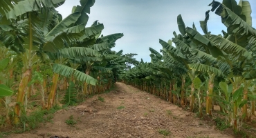 Agricultor do Centro-Oeste mineiro se destaca na bananicultura Agricultor do Centro-Oeste mineiro se destaca na bananicultura
