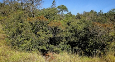 TJMG condena proprietário rural por dano ambiental TJMG condena proprietário rural por dano ambiental