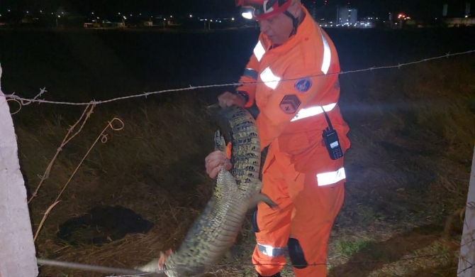 Bombeiros capturam jacaré em lagoa seca do bairro Planalto, em Patos de Minas