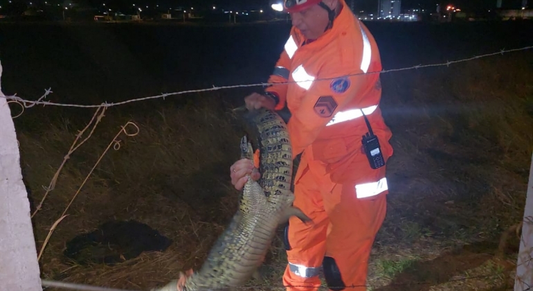 Bombeiros capturam jacaré em lagoa seca do bairro Planalto, em Patos de Minas