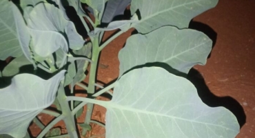 Três pessoas sofrem parada cardiorrespiratória após ingerirem planta tóxica confundida com couve na zona rural de Patrocínio