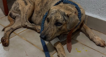  Comarca de Patrocínio incentiva campanha em prol de animais abandonados