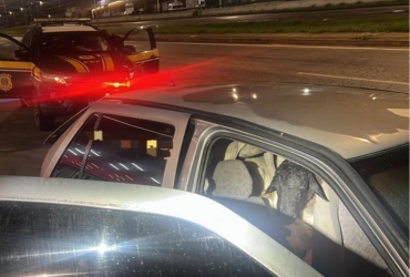 PRF resgata 18 bodes amontoados em carro roubado na BR-104; sete animais morreram