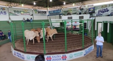 Sindicato dos Produtores Rurais de Lagoa Formosa realiza tradicional leilão de gado de corte nesta quinta-feira; 19 de março