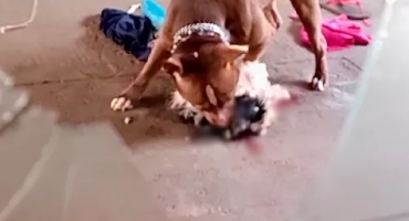 Lagoa Formosa - Pit bull solto na rua invade residência, mata cãozinho de família e assusta moradores