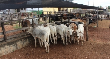 Sindicato dos Produtores Rurais de Lagoa Formosa realiza tradicional leilão de gado de corte nesta quinta-feira (7)