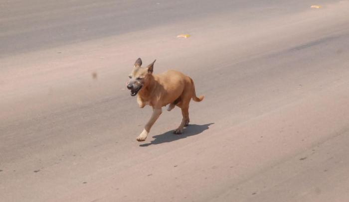 Cães tem tomado conta das ruas da cidade de Patos de Minas