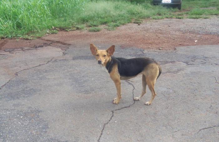 Centro de Zoonoses suspende castração de animais na cidade de Patos de Minas