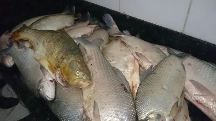 Pescadores que praticavam pesca predatória no Rio da Prata em Presidente Olegário são conduzidos para a delegacia com peixes e materiais apreendidos