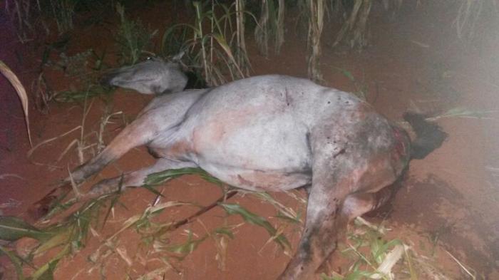Veículo bate em cavalo durante cavalgada e deixa cavaleiro gravemente ferido 