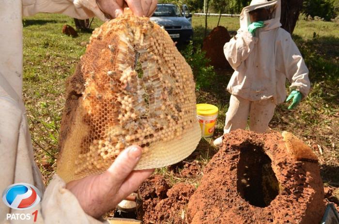 Apicultor da cidade de Lagoa Formosa mostra as técnicas usadas para capturar enxames de abelhas e como trabalha a colmeia