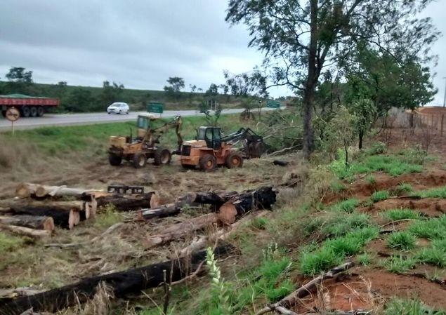 Tem início corte de Eucaliptos às margens da BR-354 entre Patos de Minas até a BR 262