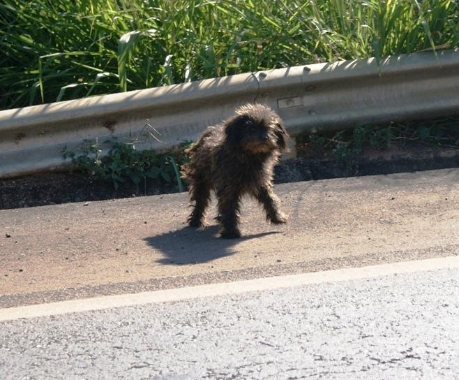 Cãozinho poodle transita diariamente com tranqüilidade pela BR 354 entre Patos de Minas e Lagoa Formosa