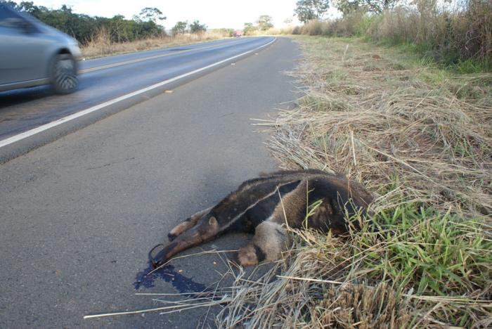 Tamanduá-Bandeira é atropelado na BR 354 e número de animais mortos em rodovias aumenta a cada dia