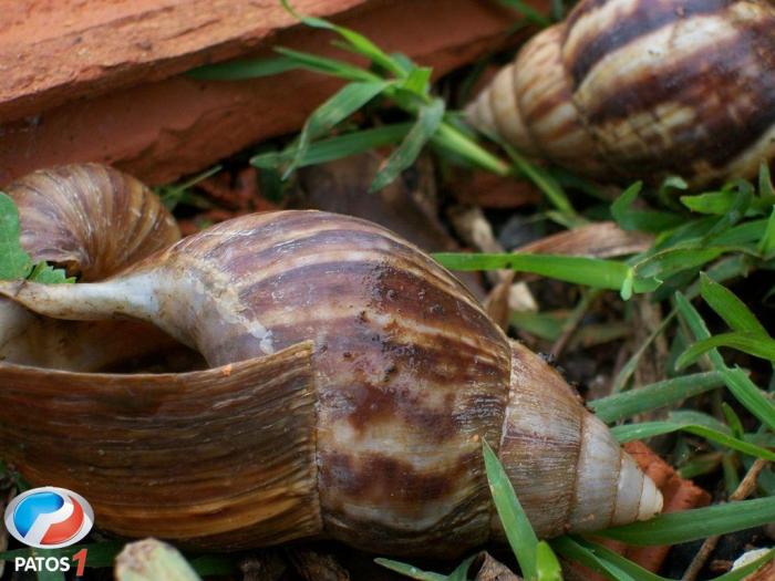 Lotes vagos tem servido para criadouros de caramujos e até cobras nos bairros de Patos de Minas