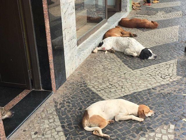 Número de cachorros abandonados nas ruas de Patos de Minas aumenta descontroladamente 