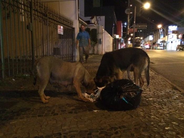 Aproximadamente 4 mil cães vivem abandonados vagando pelas ruas da cidade de Patos de Minas segundo ASPAA