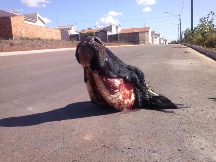 Cabeça de bovino é deixada no meio de uma Rua no Bairro Belvedere na cidade de Lagoa Formosa e intriga moradores