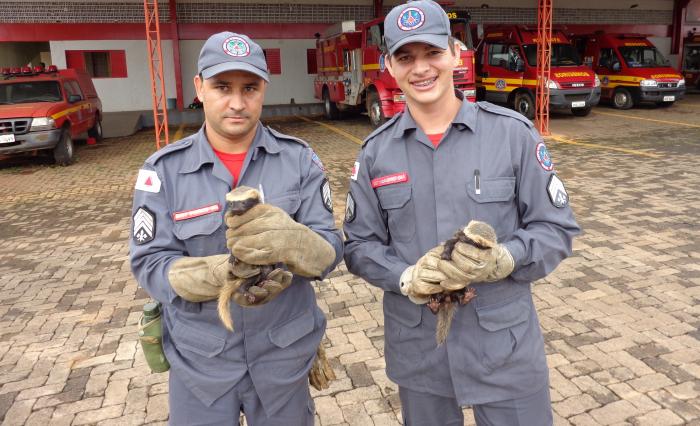 Morador da cidade de Patos de Minas entrega dois filhotes de furões ao Corpo de Bombeiros em Patos de Minas