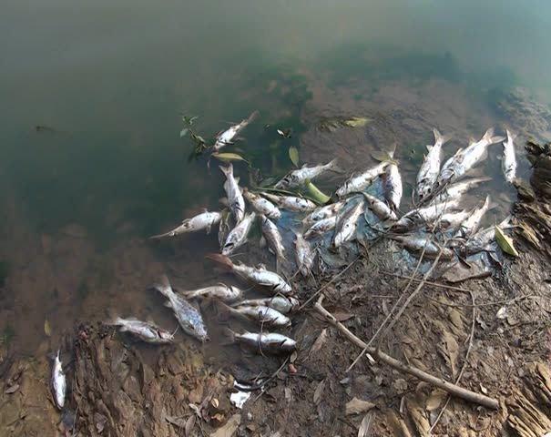 Rio Paranaíba continua sua agonia e centenas de peixes morrem por causa da poluição em seu leito