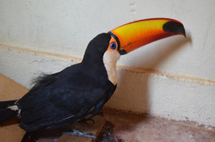 Cão ataca Tucano que se alimentava com abacate em quintal na cidade de Lagoa Formosa e moradora salva ave