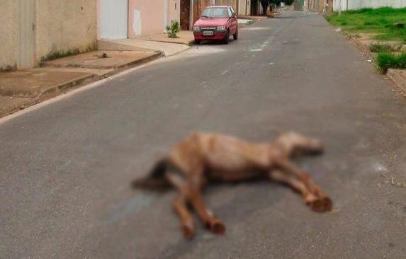 Animal doente é abandonado por proprietário e sofre até à morte em via pública na cidade de Patos de Minas