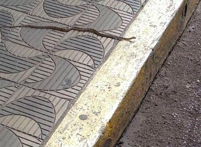 Cobra da espécie jararaca é fotografada em calçada no Centro de Patos de Minas