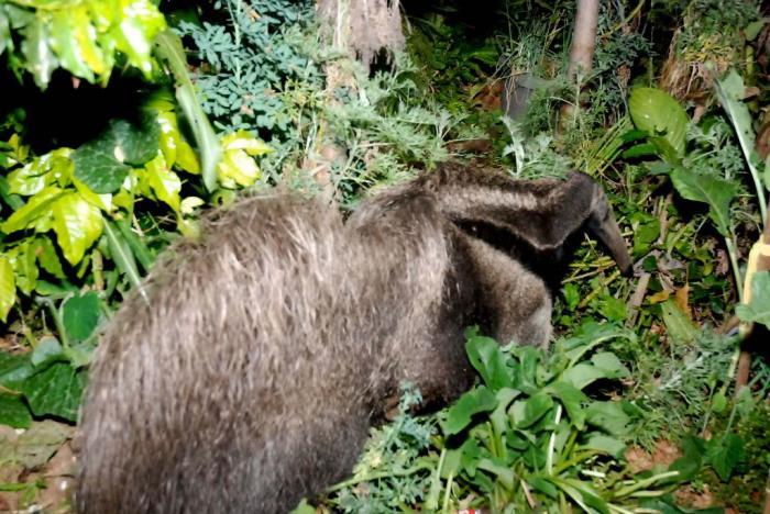 Dois Tamanduás são encontrados na cidade de Patos de Minas em apenas seis dias