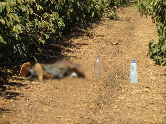 Homem de 29 anos é morto a tiros e corpo abandonado em meio a cafezal em Carmo do Paranaíba