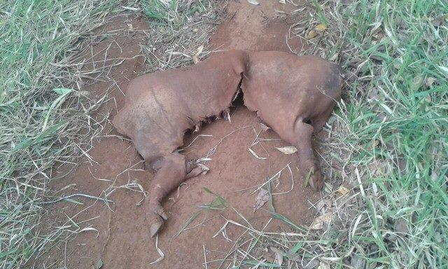 Ladrões invadem propriedade em Presidente Olegário matam porco e fogem levando apenas a metade do animal