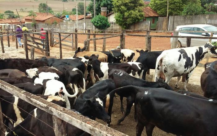 Paróquia Nossa Senhora da Piedade e Rotary Clube de Lagoa Formosa realizam leilão de gado neste domingo (16/10)