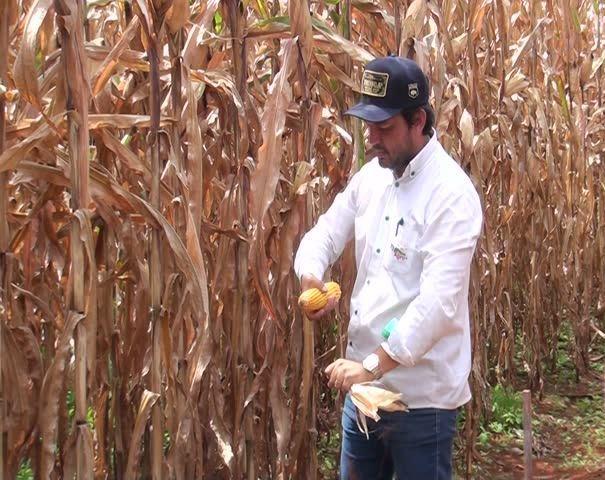 Produtores de milho da região do Alto Paranaíba esperam boa colheita na safrinha