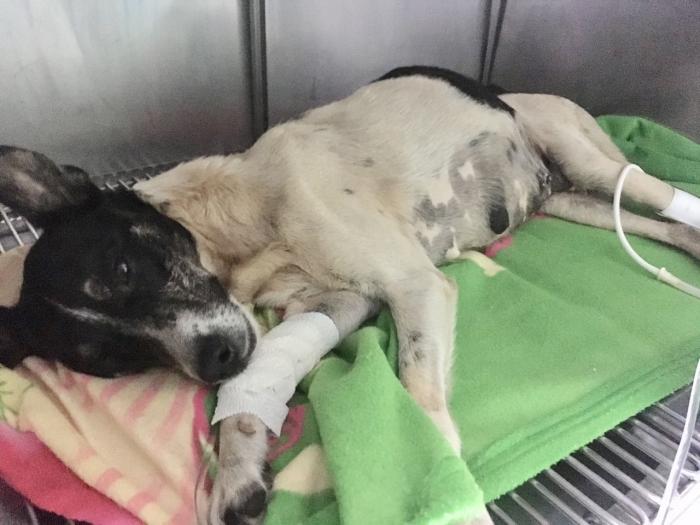 Campanha por 4 patas busca ajuda para custear despesas com cadela atropelada em Lagoa Formosa