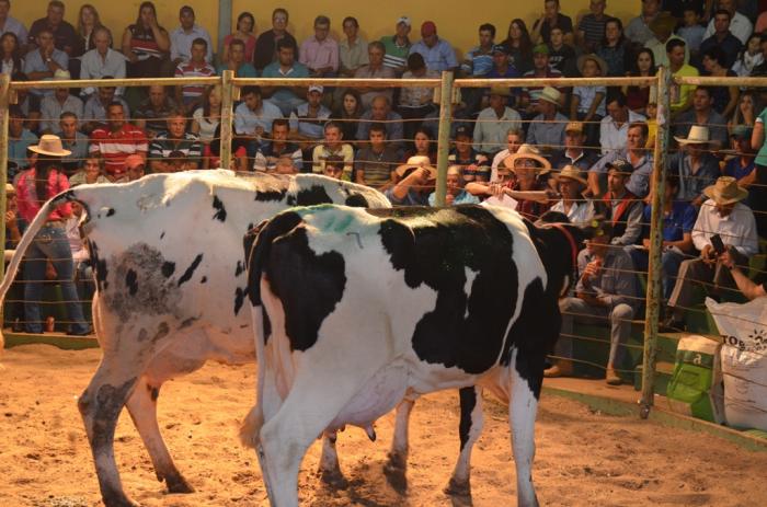 Lagoa Formosa: leilão de gado leiteiro “Só as Top” atrai compradores de todo Alto Paranaíba