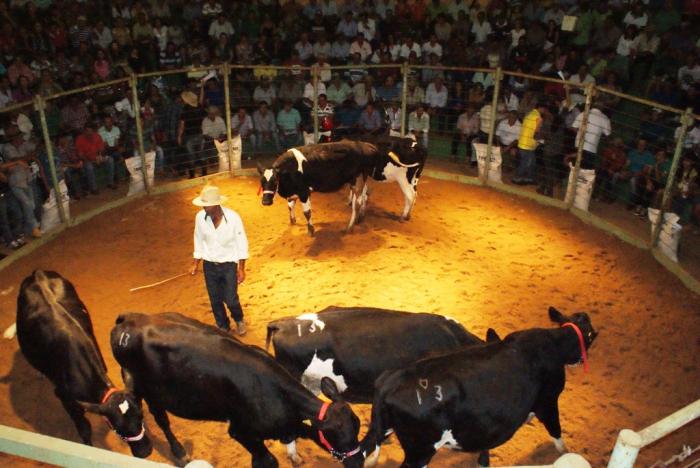 Compradores e convidados do Alto Paranaíba participam do leilão “Só as Top” na abertura da programação oficial da Festa do Feijão 2015