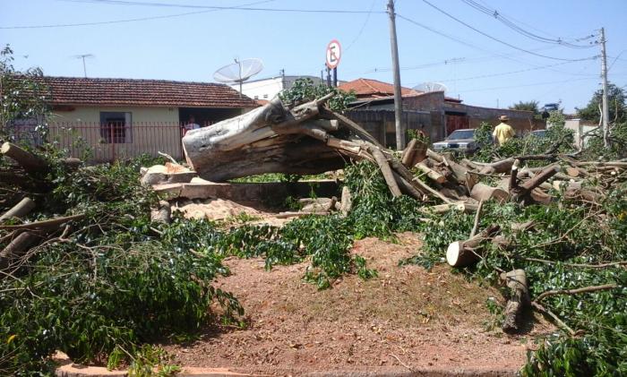 Figueira que existia no Bairro Bela Vista é cortada pela prefeitura e Secretaria de Meio Ambiente explica o motivo da ação